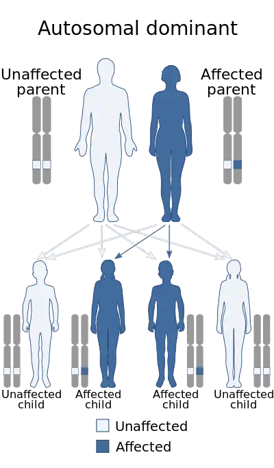 diagram demonstrating autosomal dominant manner