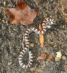 Juvenile eastern milk snake in Massachusetts