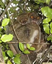 A baby woolly lemur clings to its mother's back as she clings to a tree.