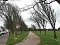 Wind-pruned avenue of 'Lobel', Southsea, UK