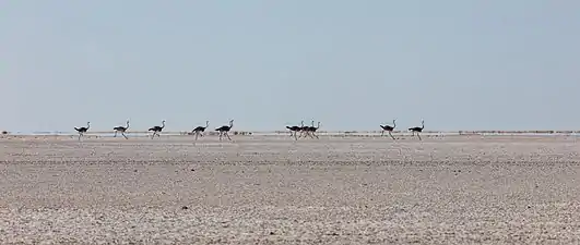 Ostriches (Struthio camelus) in the salt pan