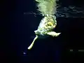 Nickel, a green sea turtle, swimming at the aquarium