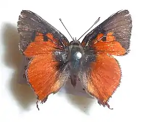 upper side of male