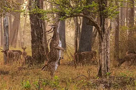 A chital (Axis axis) stag in the Nagarhole National Park in a region covered by a moderately dense forest.