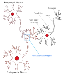 illustration of Axo-axonic-synapse