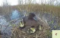 Female and ducklings