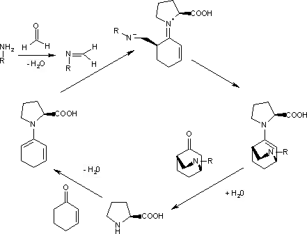 catalytic cycle for S-proline enantioselective Aza Diels–Alder reaction