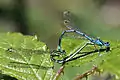 mating, female green form