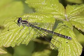 female, green form