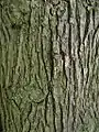 Bark of Hove Recreation Ground tree