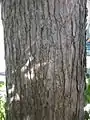 Bark of Portland Road tree