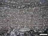 A magnified cross-section of a stromatoporoid, showing internal laminae, pillars, and galleries. From the Jefferson Formation (Devonian) of Montana