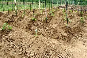 Mounds of soil with young plants and stakes in a fenced-in garden