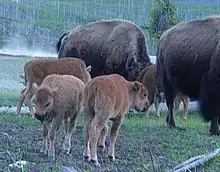 Bison foals