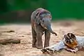 playful baby elephant