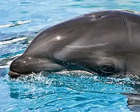 Photo of left side of dolphin head at surface