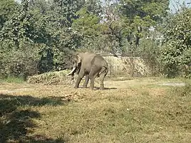Baby elephant at Lucknow Zoo
