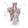 Posterior view of muscles connecting the upper extremity to the vertebral column.A TrapeziusB  Teres  MajorC Teres MinorD Latissimus DorsiE Levator ScapulaeF Rhomboid Major