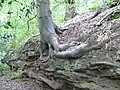 Ash tree rooted in a sandstone outcrop on the northern lip of the Dingle.