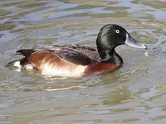 Baer's Pochard Aythya baeri