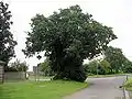 The Baginton oak in summer