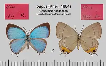 Museum specimen