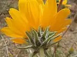 Balsamorhiza hookeri phyllaries are widely separated, hairy, stiff, and point away from the stem.