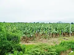 A banana plantation in Padada
