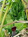 Wild banana with flowers and stem growing in reverse direction