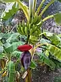 Bananas in Wadi Tiwi