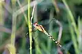 E. umbrata, immature male band-winged dragonlet, Jamaica