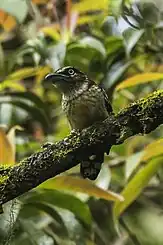 frontal view of tan brown bird with black head and pale streaking perched on mossy branch