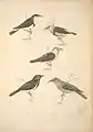 Illustration of five Meliphagidae species from the Companion to Gould's Handbook; banded honeyeater top left