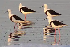 Banded stilts