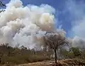 Smoke coming out of Bandipur Forest area in February 2019