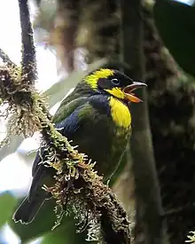 Gold-ringed Tanager