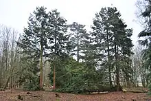 A view of the Fallen Sequoia which is like a giant Bonsai tree, by the pond at Bank Hall