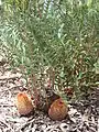 Banksia blechnifolia