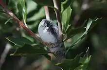 an oval grey woody pod covered in short fine white hairs, at the end of a branch, with small shoots growing up around it