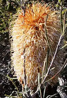 A hairy-looking orange-brown cylindrical flower spike is nestled among needle-like foliage.
