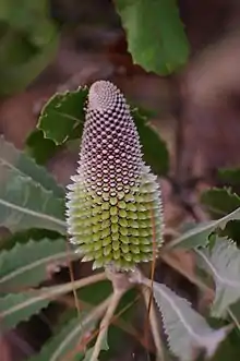 yellowish flower spike surrounded by foliage