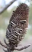 A roughly egg-shaped red-brown woody structure growing at the end of a branch. It is covered in small grey spikes, and has about ten light-grey woody follicles embedded in it. Each follicle has opened unevenly, with one side barely open, and the other open wide. At the wide end of each follicle there is a pointed beak where the split has deviated from the seam.