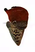 A wedge-shaped structure with a small notch along one side. The half nearest the point is thick and rigid, grey with a pattern of black zig-zags on it. The rest of the wedge is red-brown and paper-thin.
