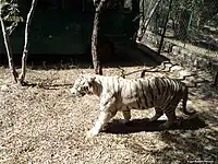 White tiger