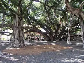 The banyan tree in Lahaina spread over one acre of land