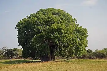 Image 12BaobabPhotograph: Muhammad Mahdi KarimAdansonia digitata is a sub-Saharan African species of baobab tree. The genus, scientifically known as Adansonia, consists of nine species native to Madagascar, Africa, Arabia and Australia, and can reach heights of 5 to 30 m (16 to 98 ft) with trunk diameters of 7 to 11 m (23 to 36 ft).More selected pictures