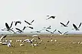 Barheaded geese in flight near Nagrota Surian