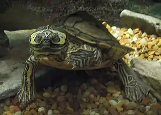 Barbour's map turtle (Graptemys barbouri), megacephalic female in zoo exhibit