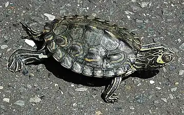 Barbour's map turtle (Graptemys barbouri), male