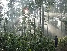 Forest trees of Bardiya National Park